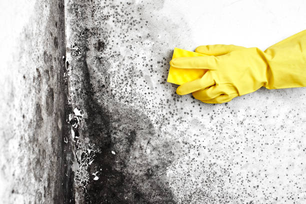 Best Mold Testing  in Statham, GA
